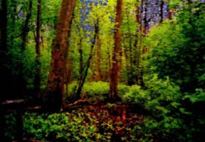 Swamp near Baton Rouge, Louisiana. Ring powered by Gunnar's Ringlink. Image copyrighted 2005, 2006 by Joseph Dunphy.